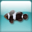 Icon for カクレクマノミ（黒）の卵が孵化。