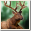 Icon for  Elk on the loose

