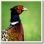 Icon for Get a tail feather