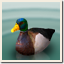 Icon for Duck hunter
