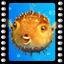 Icon for Sealife Safari